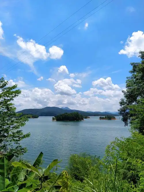 青山绿水景色新,伟岸挺拔的天然橡胶树流淌着白色的浮汁,阳光