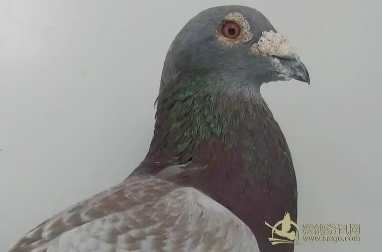 经典老种雄红雨点