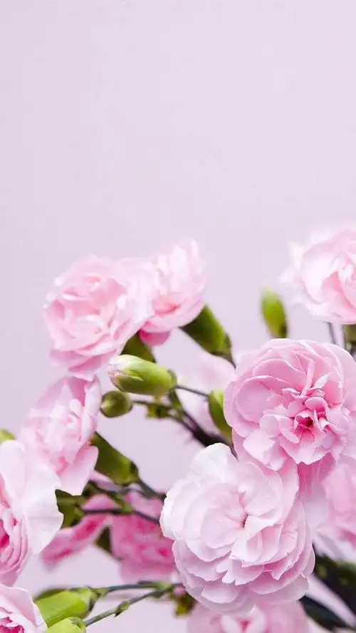 唯美康乃馨,太美了,美的心都醉了