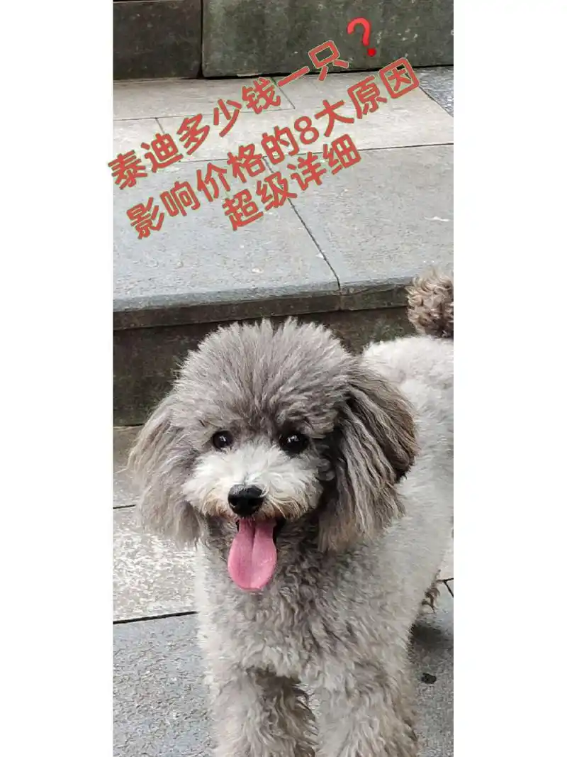 泰迪多少钱一只 泰迪多少钱一只717171你买贵了没717171