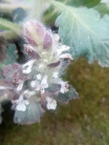 野生中药材白毛夏枯草新鲜散血草破血丹苦草白头翁筋骨草500g推荐