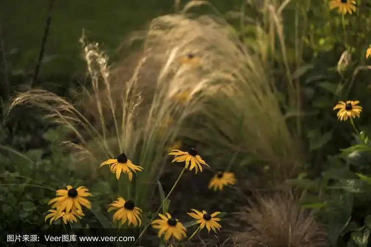棕色眼睛的苏珊和草特写