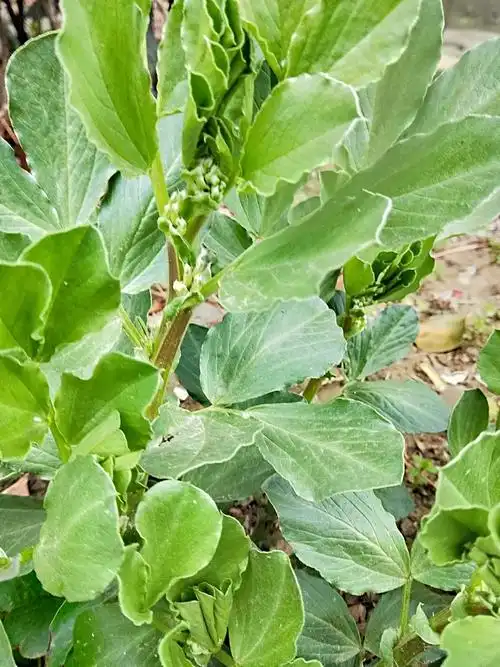 其它 蚕豆 写美篇有时候比赛摘蚕豆的小耳朵,那个在叶背后会长出一根