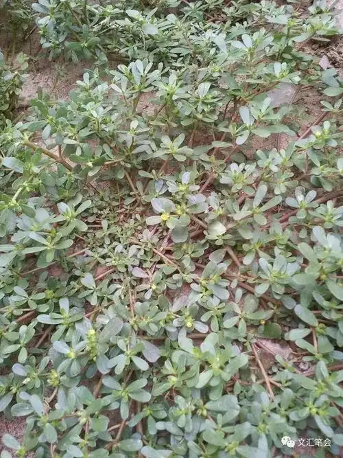 野菜的种类和图片大全(41种常吃的野菜) - 赤虎壹号