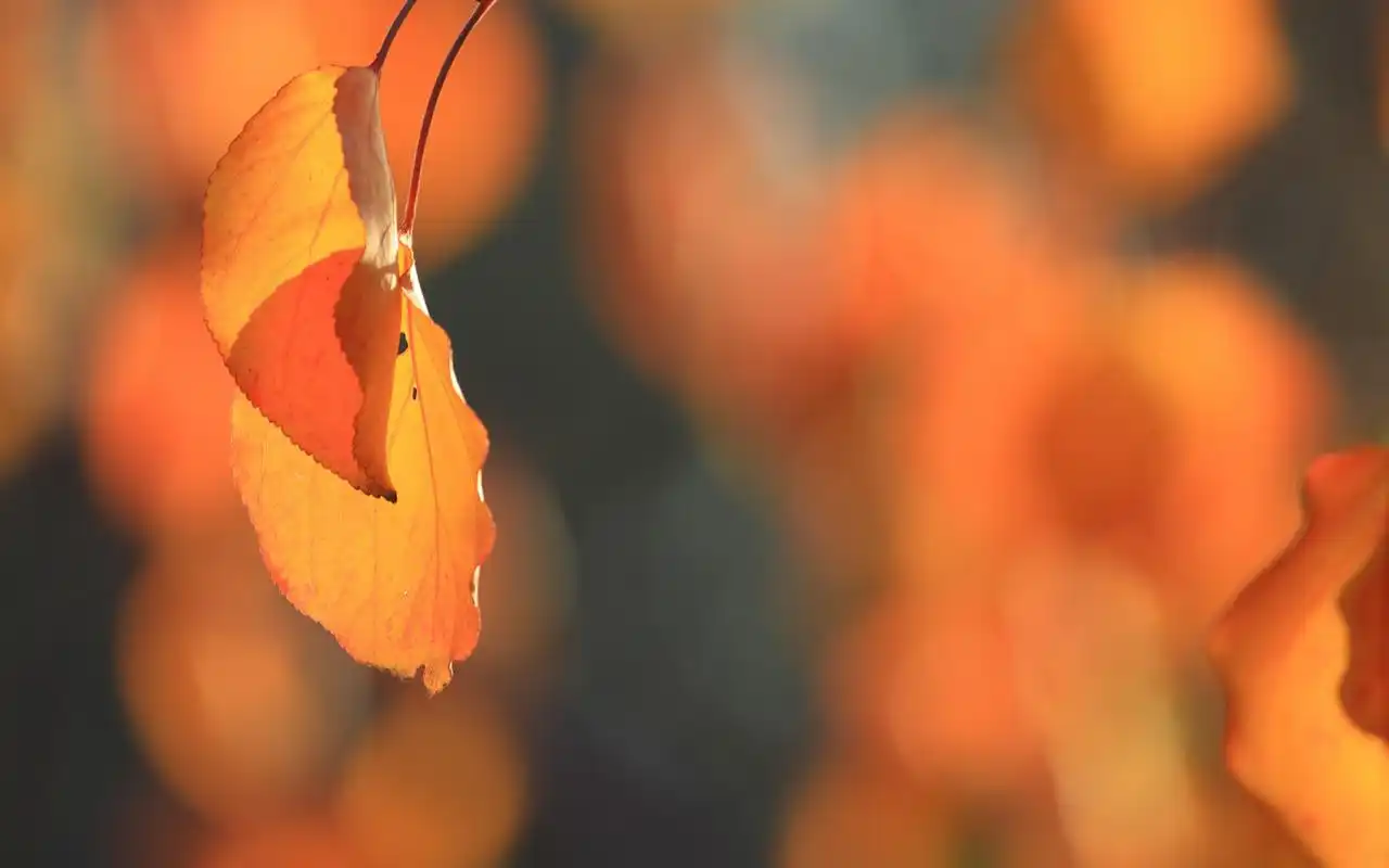 秋天黄色叶子唯美风景图片桌面壁纸高清大图预览1920x1200_风景壁纸
