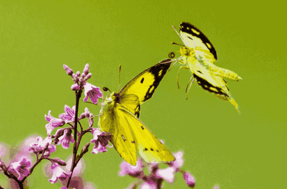 空中漂流飞桥25日来梁平百里竹海蝴蝶谷与夏日激情撞个满怀