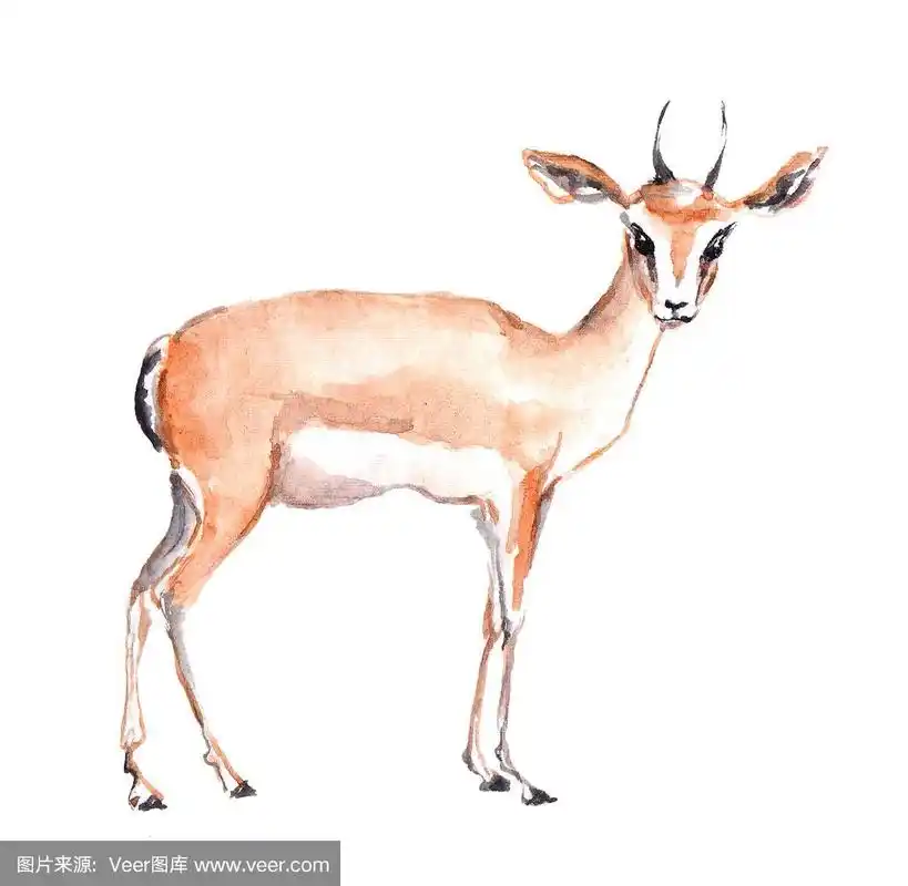 羚羊的动物.水彩