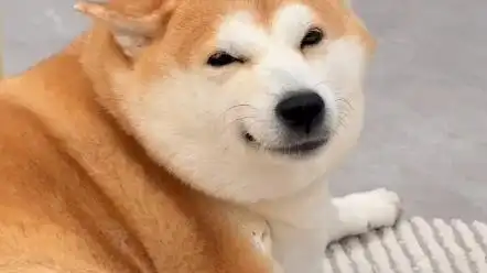 柴犬金十月猥琐微笑