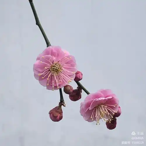 宫粉梅,一个很好听的名字,或深粉,或浅粉,或复瓣,或重瓣,将鹅