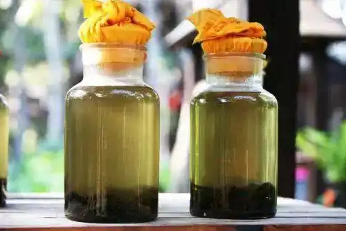 民间常用草乌,川乌等植物来泡制药酒,溶解在酒里,容易引起中