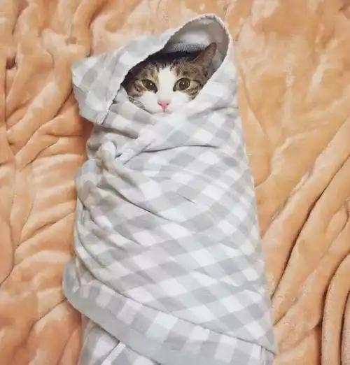 不同的猫咪,御寒程度是不一样的,有些猫咪就特别怕冷.