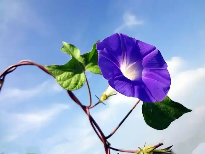 蓝天白云,阳光鲜花