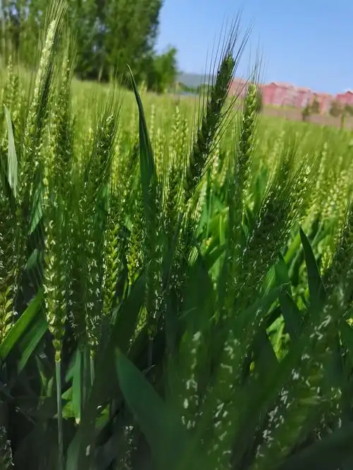 春天绿油油的麦田