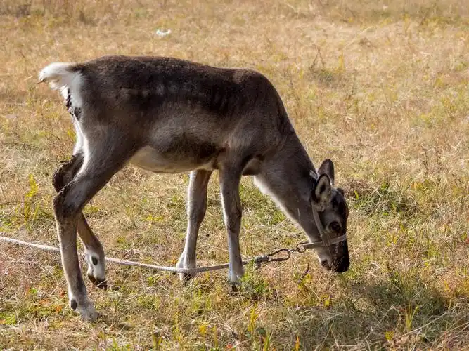 小驯鹿