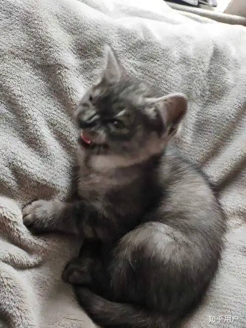 或者丑到极致的串串猫?