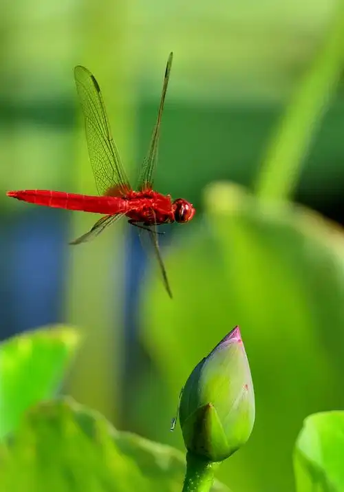 行到中庭数花朵, 蜻蜓飞上玉搔头.
