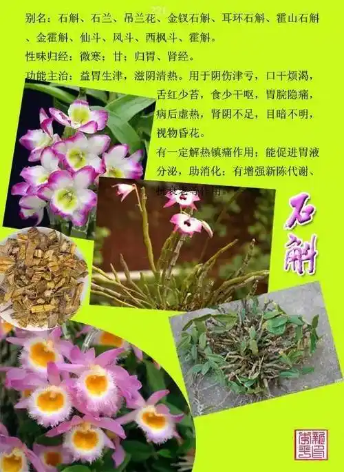 300种常见中草药图谱