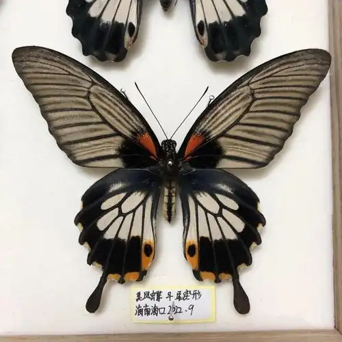 美凤蝶llpapiliomemnon