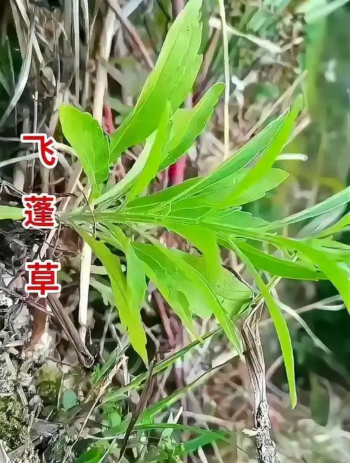 植物科普:飞蓬草表面布满浓密的绒毛,以前都拿来喂猪!