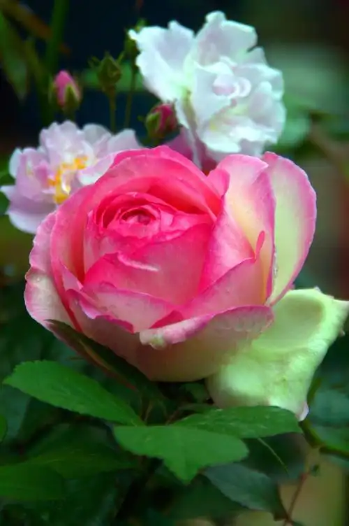 750_1128竖版 竖屏