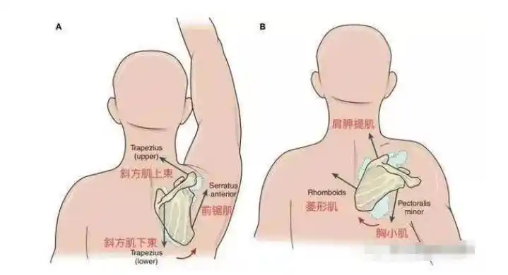 临床干货上臂抬举无力疼痛翼状肩胸闷气短让人容易紧张的前锯肌