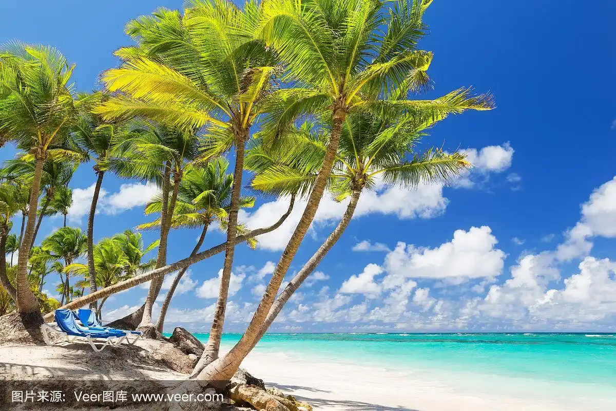 白色沙滩上的椰子树