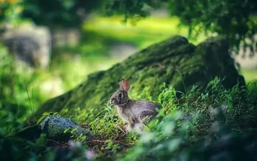 小兔子,可爱,护眼,argenelezi,绿色,森林,清新,萌宠,q星人小兔子壁纸