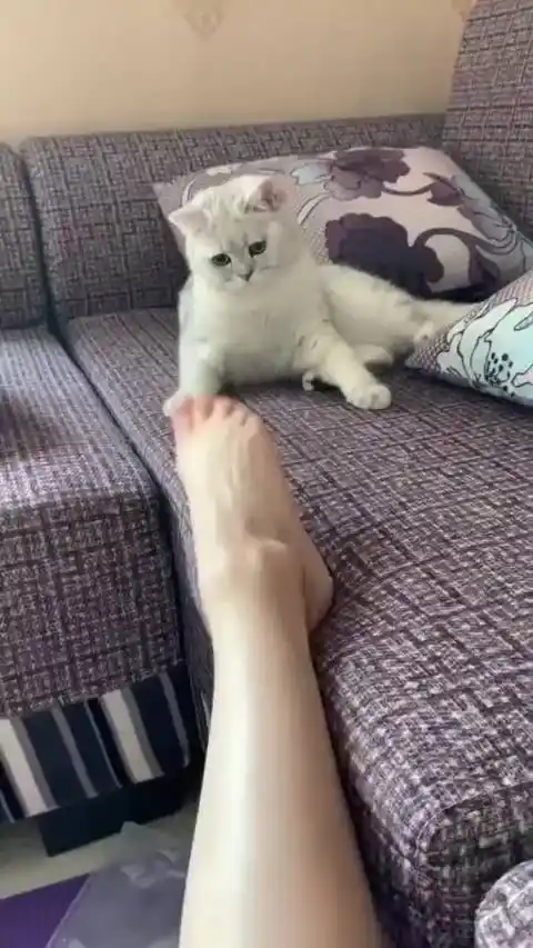 小猫咪我们来比一比谁的脚大吧小猫咪