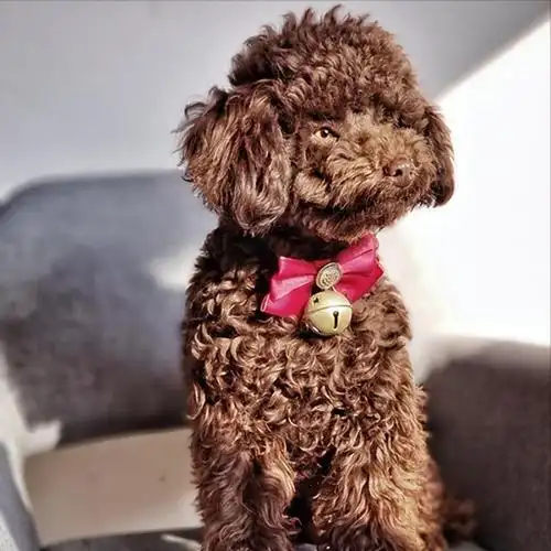 没断尾的泰迪造型图片 可爱(没断尾的泰迪造型图片黑色)