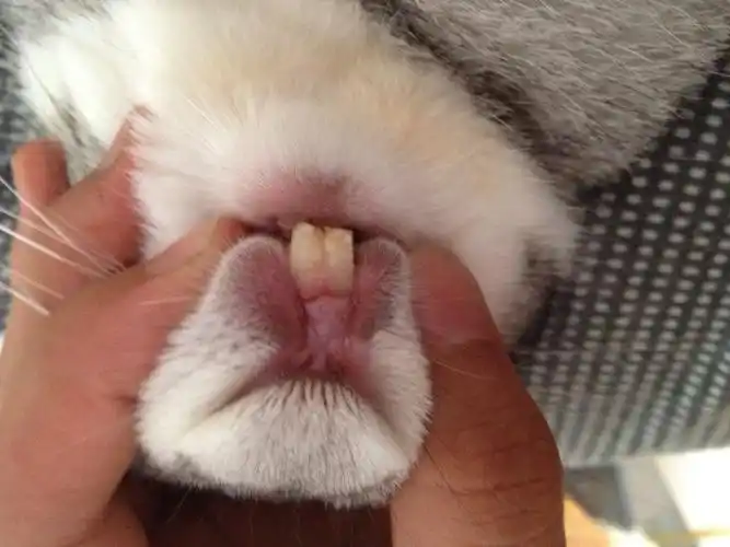 我家兔兔的牙是怎么了