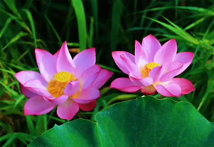 抖音最近很火的伤感句子,99%的人都看哭了!