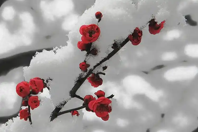 红梅傲雪