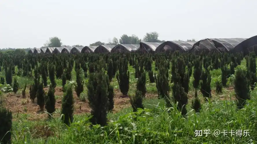 问苗app无价珍品曼地亚红豆杉