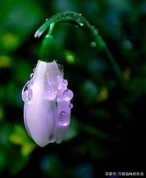 治愈心灵的美图