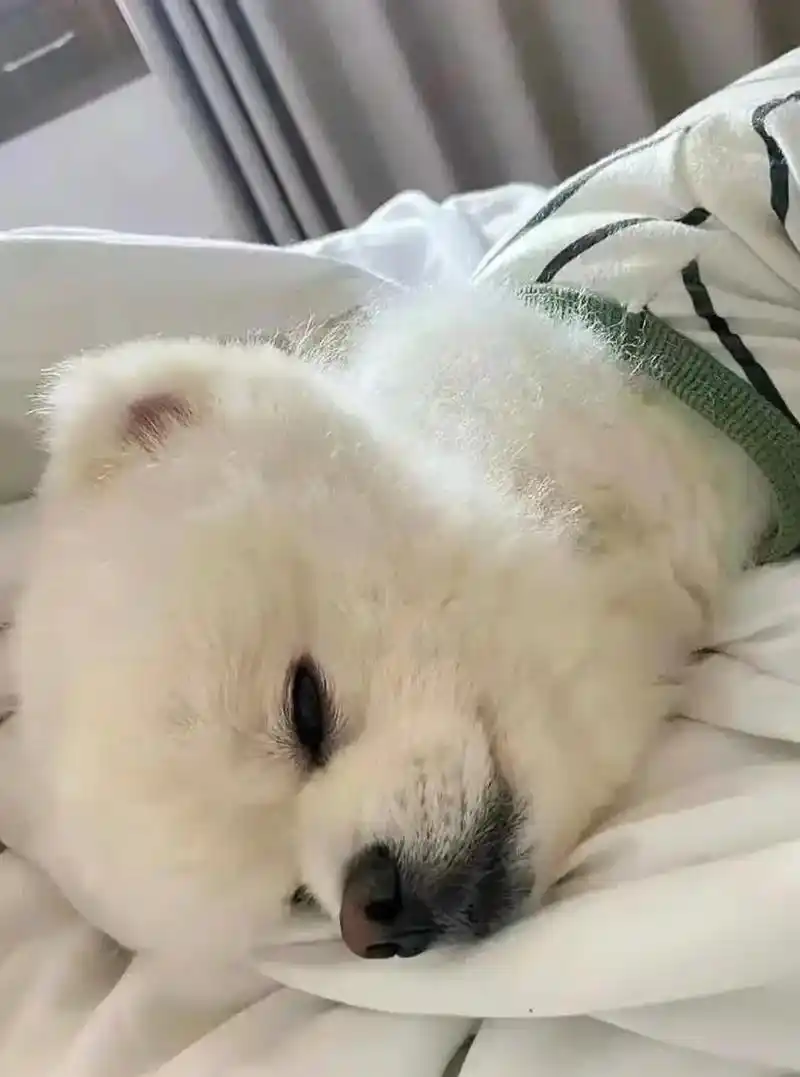 博美真的太容易心脏病了,无奈又崩溃. 博美真的是很可爱的狗狗