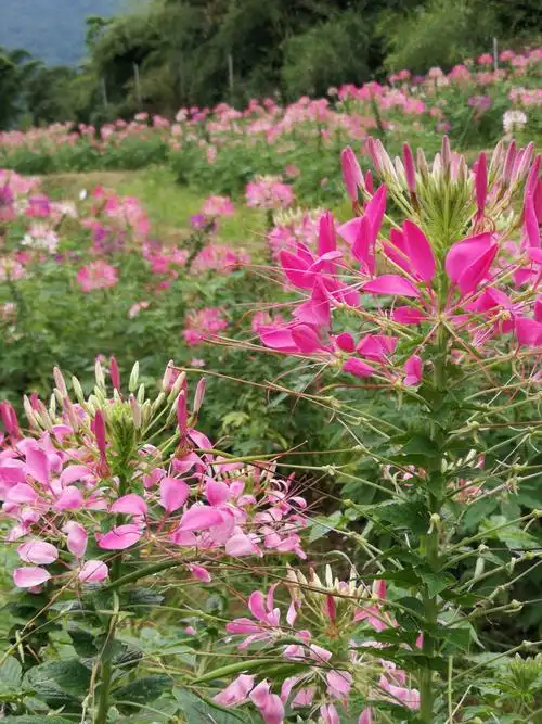 风景花草随手拍