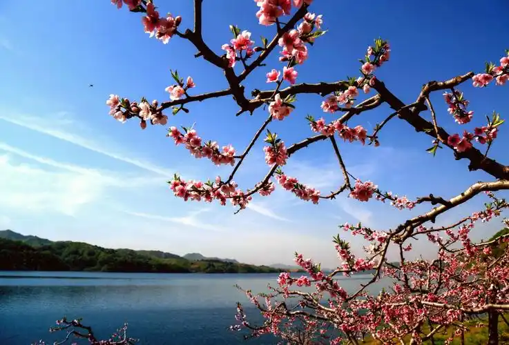 桃花依旧笑春风