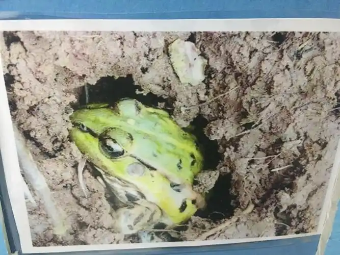 冬眠的动物——青蛙