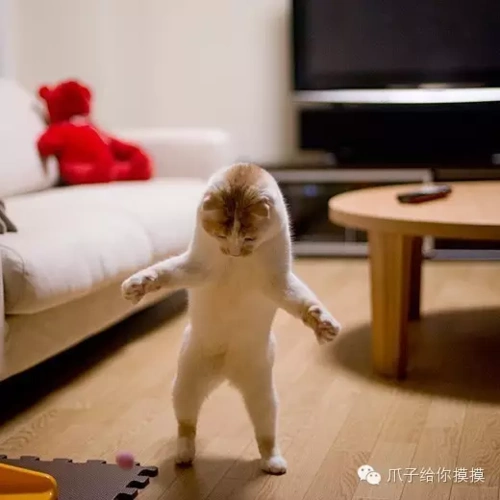 君,骨骼惊奇,身姿也是异于常喵,最喜欢比划"到底有多大"系列手语↓ 这