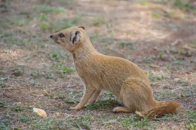 机灵的猫鼬图片野生动物猫鼬机灵