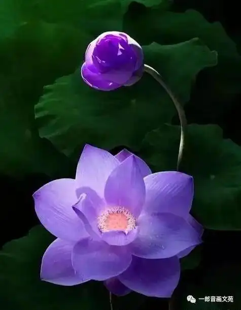 稀有荷花"紫气东来",67紫色的花色又美又仙又高贵,太美了!