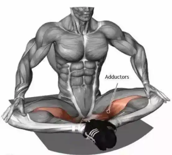 21,红色:胸大肌 蓝色:三角肌前束 22,红色:前臂肌肉&肱二头肌 蓝色