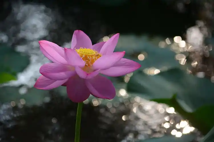 心若如莲心静如莲