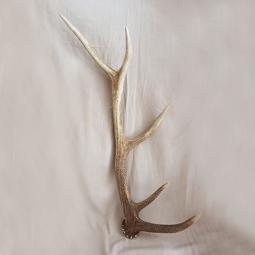 梅花鹿鹿角马鹿角原料 东北鹿角 入药装饰 药用梅花鹿角500克