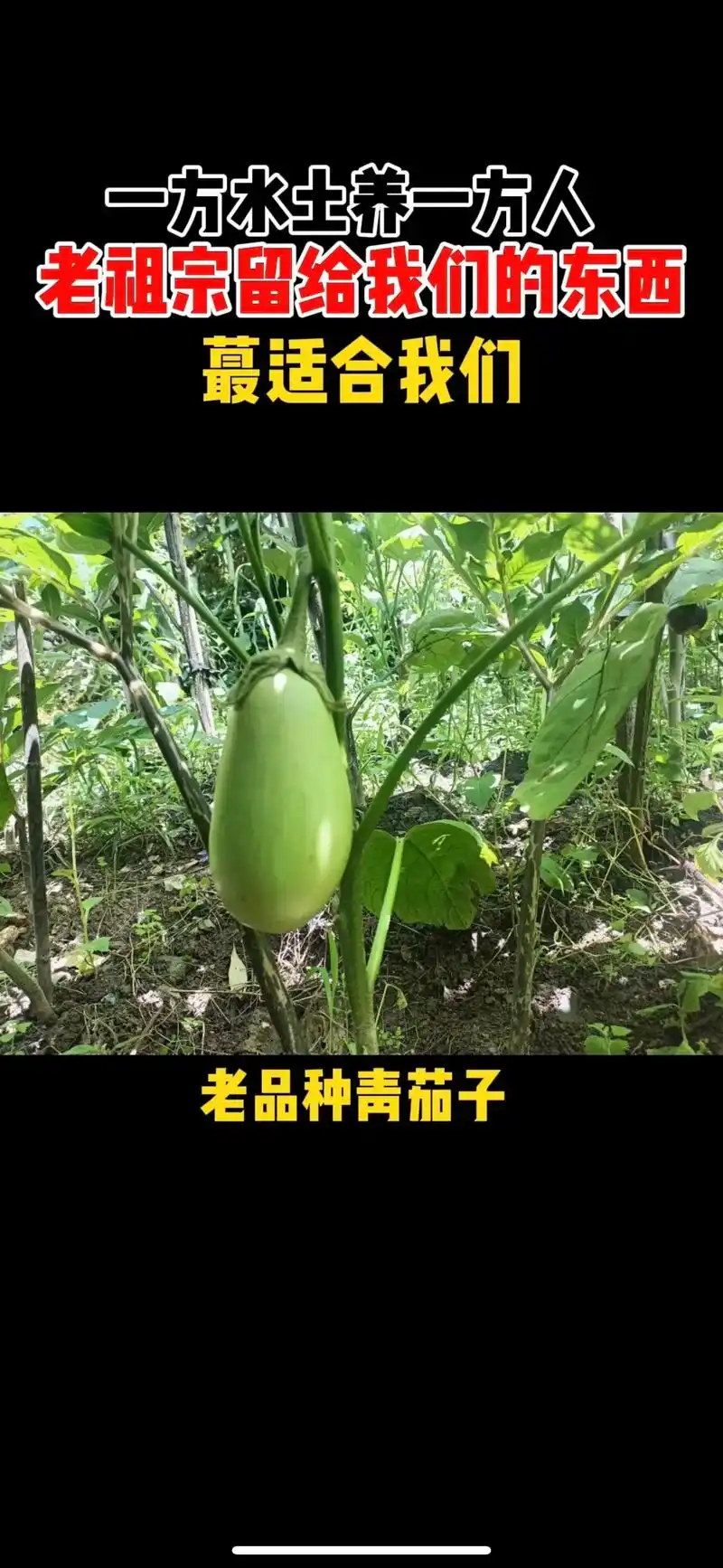 老品种青茄子.#图文掘金计划 还是保存好自己的老品种,起码是 - 抖音