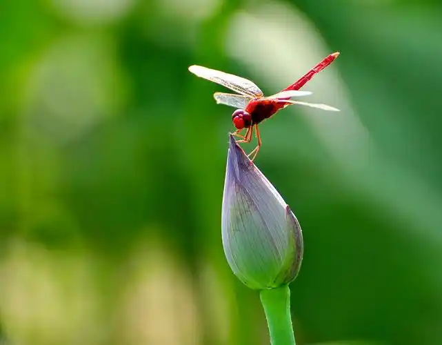 小荷才露尖尖角早有蜻蜓立上头