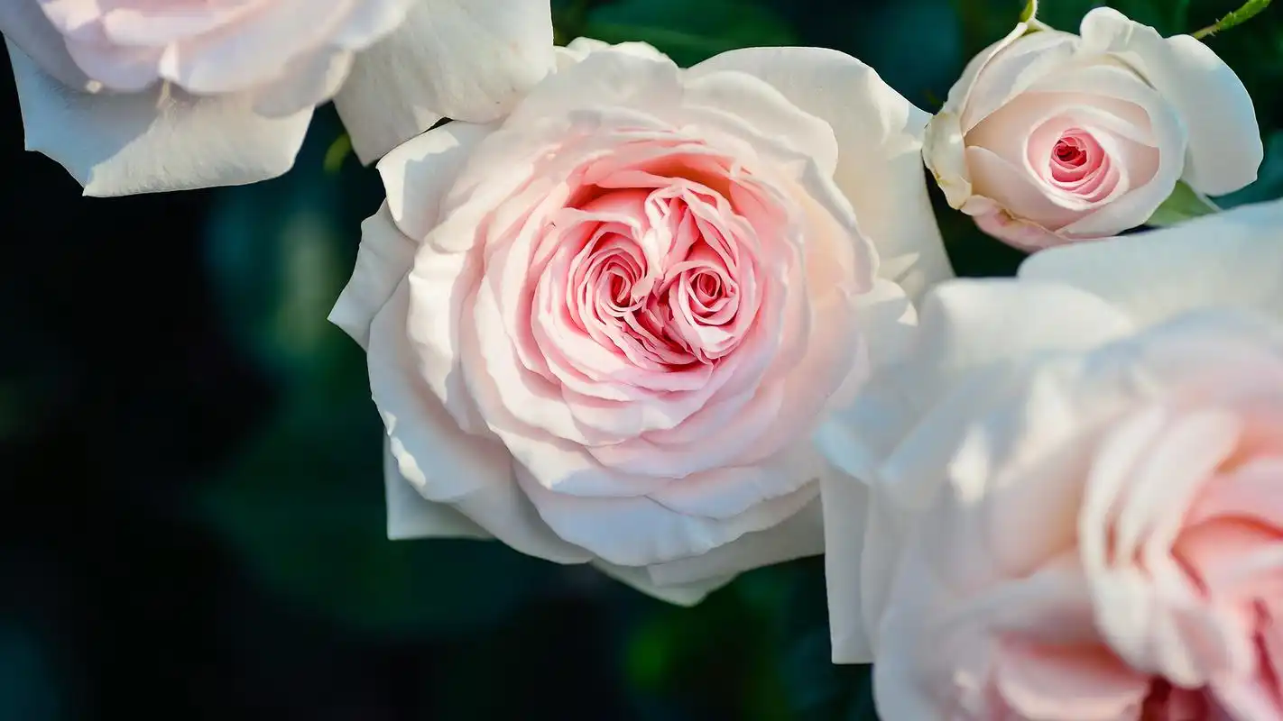 清新的粉色玫瑰花摄影高清宽屏壁纸