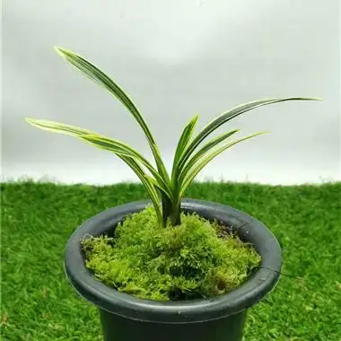 春兰金边鹤艺 - 中国兰花交易网