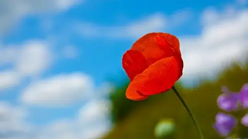 美到窒息的艳丽虞美人花电脑桌面壁纸第二辑