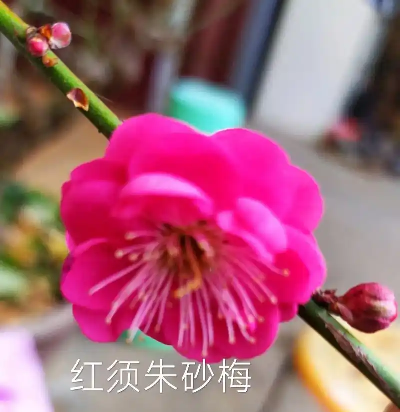 上热门 #花开时节留住美好 #爱是人间最美丽的花 #漂亮的 - 抖音